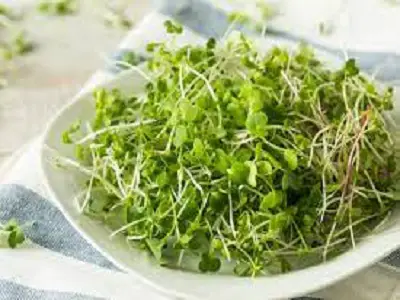 Alfalfa Sprouts