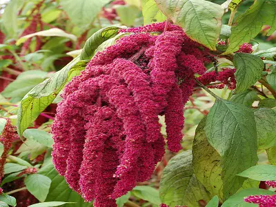 Amaranth