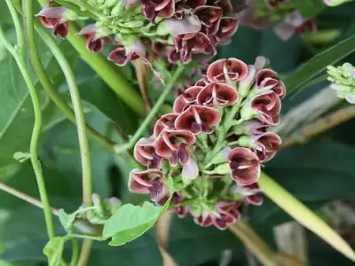 American Groundnut