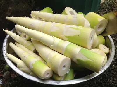  Bamboo Shoots