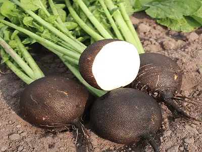 Black Radish