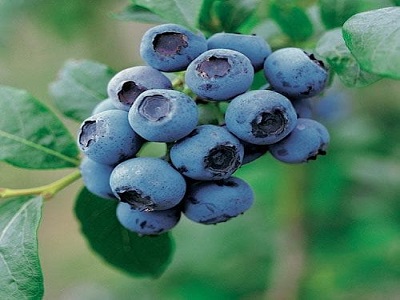 Blueberry