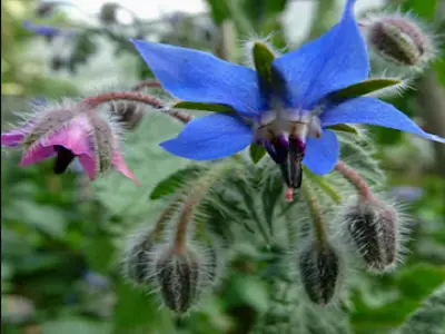 Borage