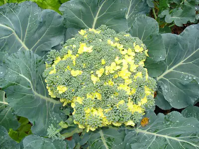 Broccoli Flower