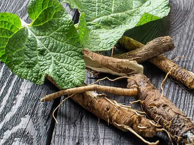 Burdock Root