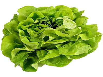 Butter Lettuce