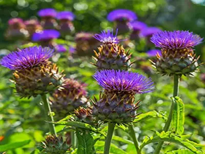 Cardoon