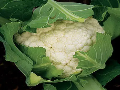 Cauliflower