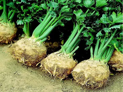 Celeriac