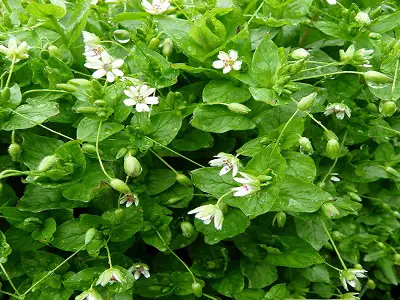 Chickweed