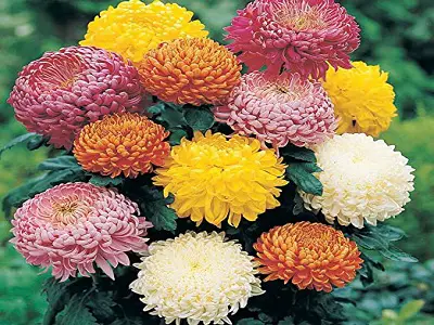 Chrysanthemum