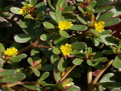 Common Purslane