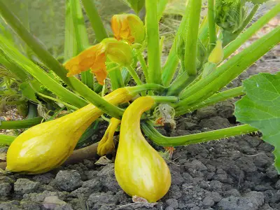 Crookneck Squash