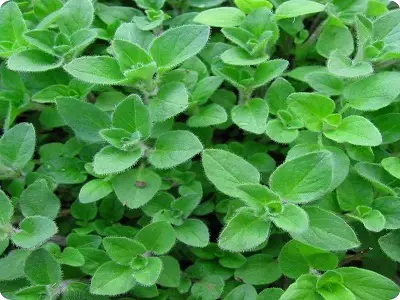 Oregano