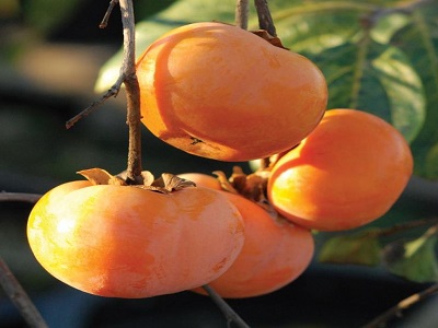 Oriental Persimmon