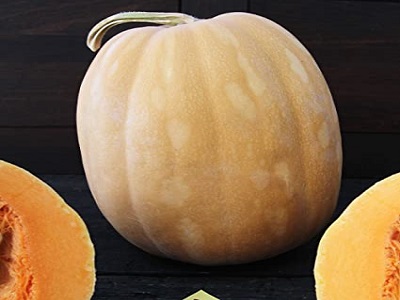 Dickinson Pumpkin