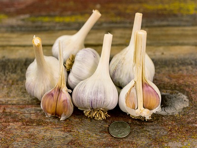 Dubna Garlic