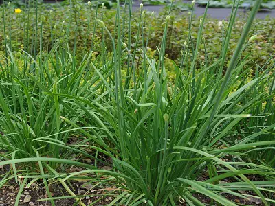 Garlic Chive