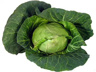 Hispi cabbage