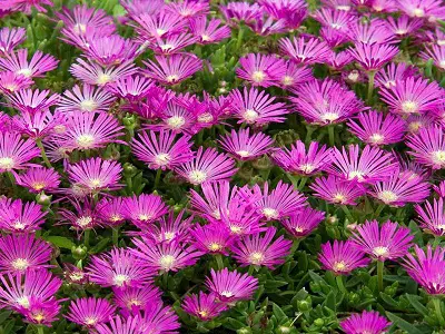 Ice Plant