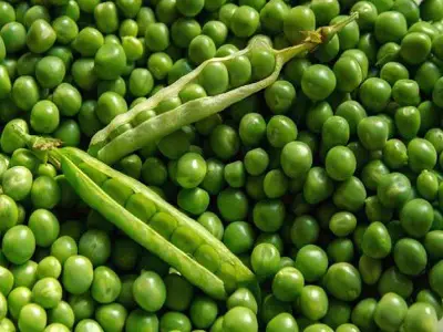 Indian Pea