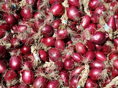 Italian Red Onion