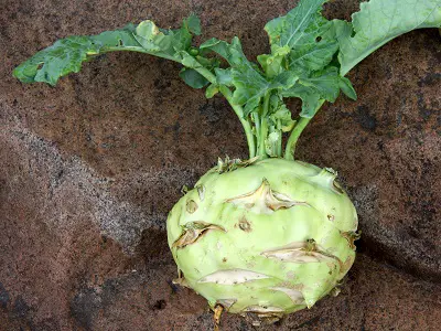 Kohlrabi