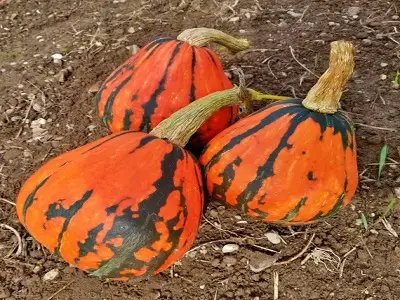 Lakota Squash