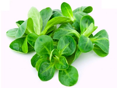 Lamb’s Lettuce