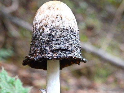 Lawyer’s Wig Mushroom