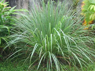 Lemongrass