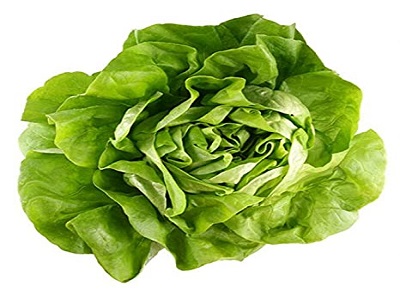 Limestone Lettuce