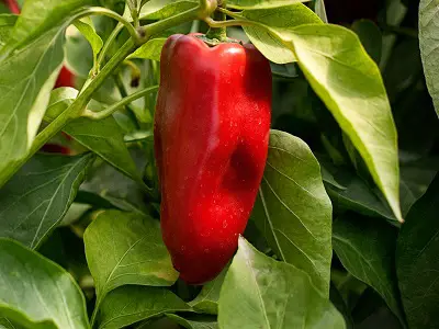 Lipstick Pepper