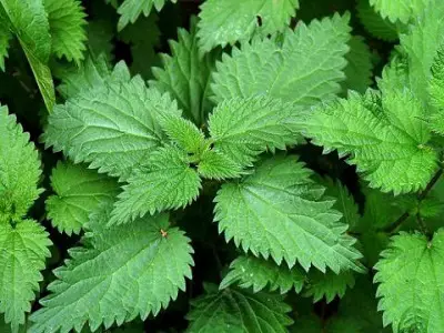 Nettle