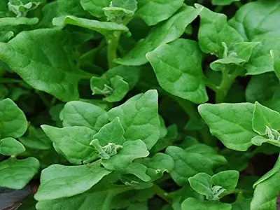 New Zealand Spinach