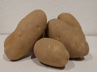 Umatilla Russet Potato