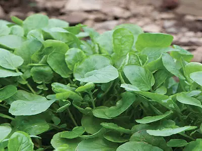 Upland Cress