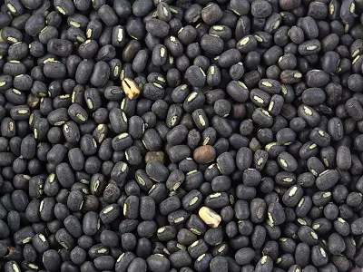 Urad Bean