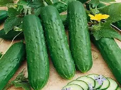 Zucchini