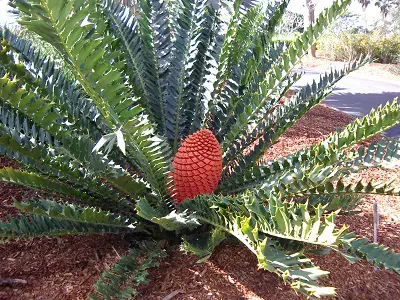 Zuzuland Cycad