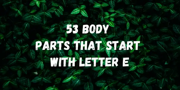 Body Parts That Start With The Letter E