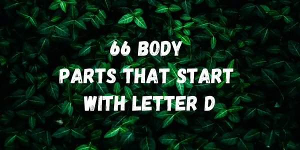 Body Parts That Start With The Letter D