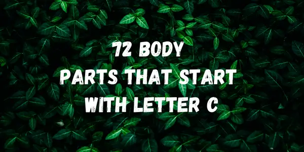 body parts That Start With Letter c