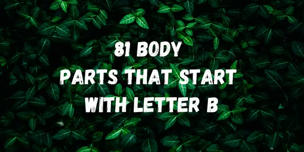 Body Parts That Start With The Letter B