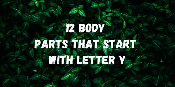 Body Parts That Start With The Letter Y