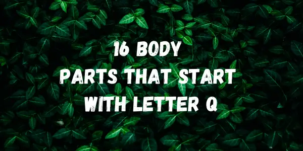 Body Parts That Start With The Letter Q