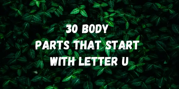 Body Parts That Start With The Letter U