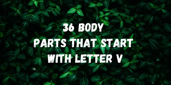 Body Parts That Start With The Letter V