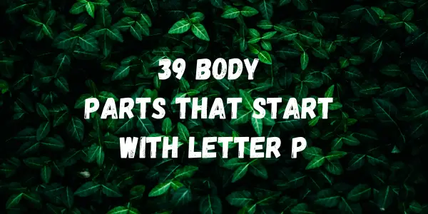 Body Parts That Start With The Letter P