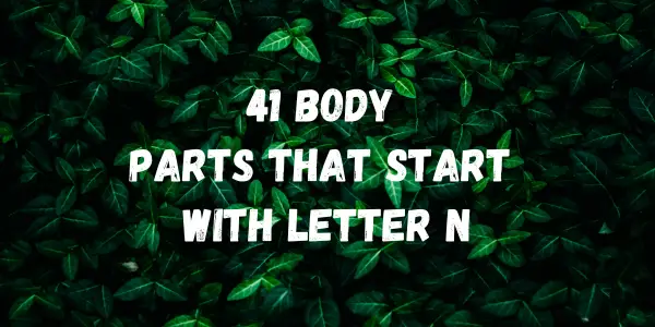 Body Parts That Start With The Letter N